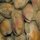 clam (Oops! image not found)